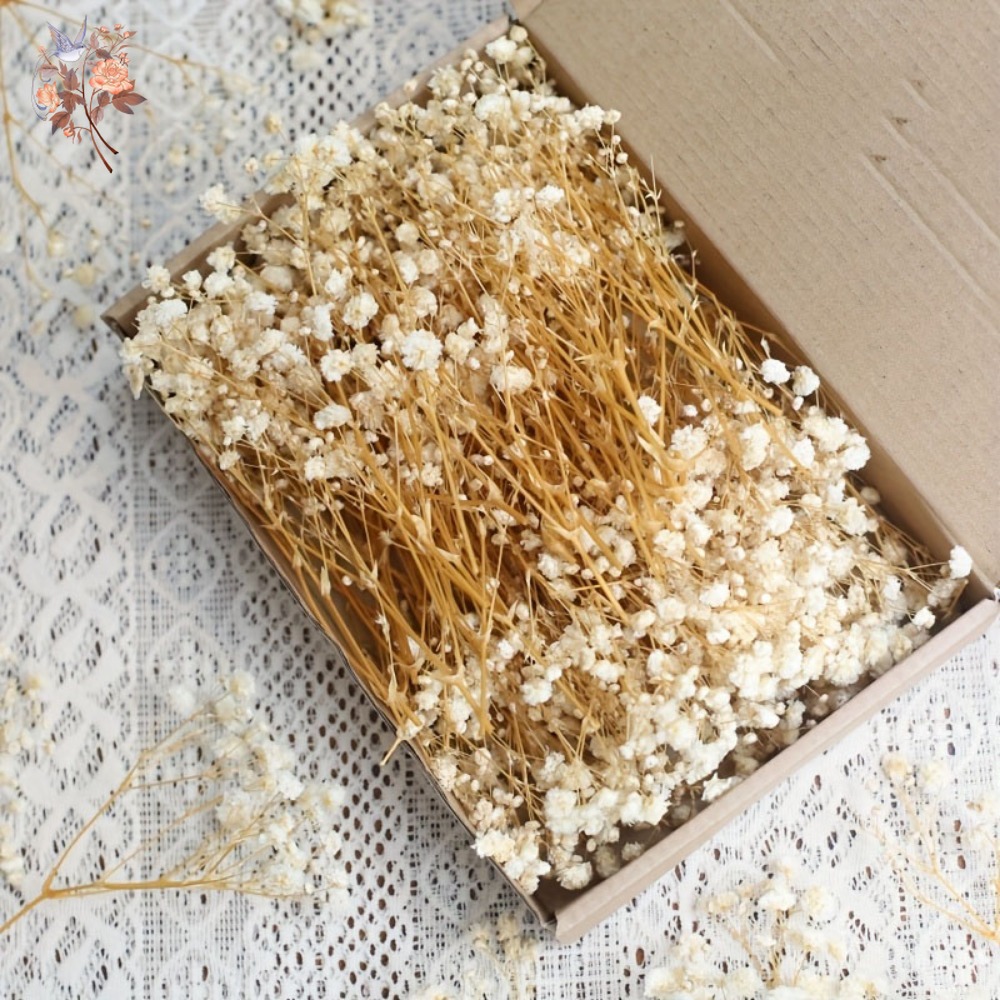 Dried Flower Bouquet - 100pcs Mini Dried Baby's Breath Flowers