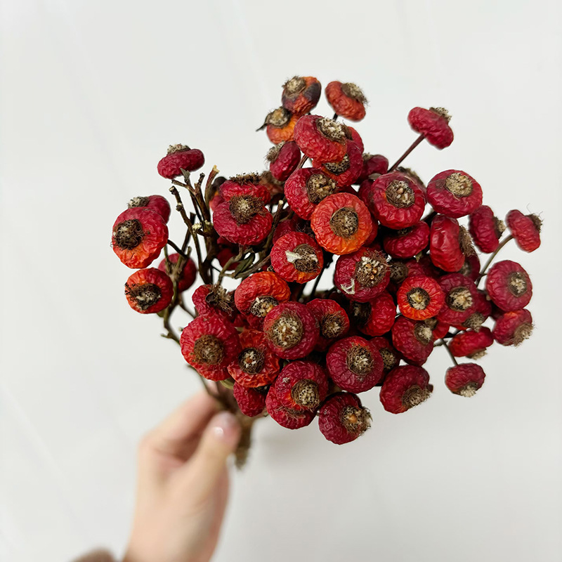 10pcs/Bunch Dried Rose Hip Ber - огляд і ціна Dried Flower Bouquet