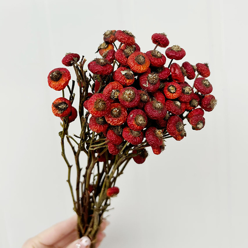 10pcs/Bunch Dried Rose Hip Ber - огляд і ціна Dried Flower Bouquet